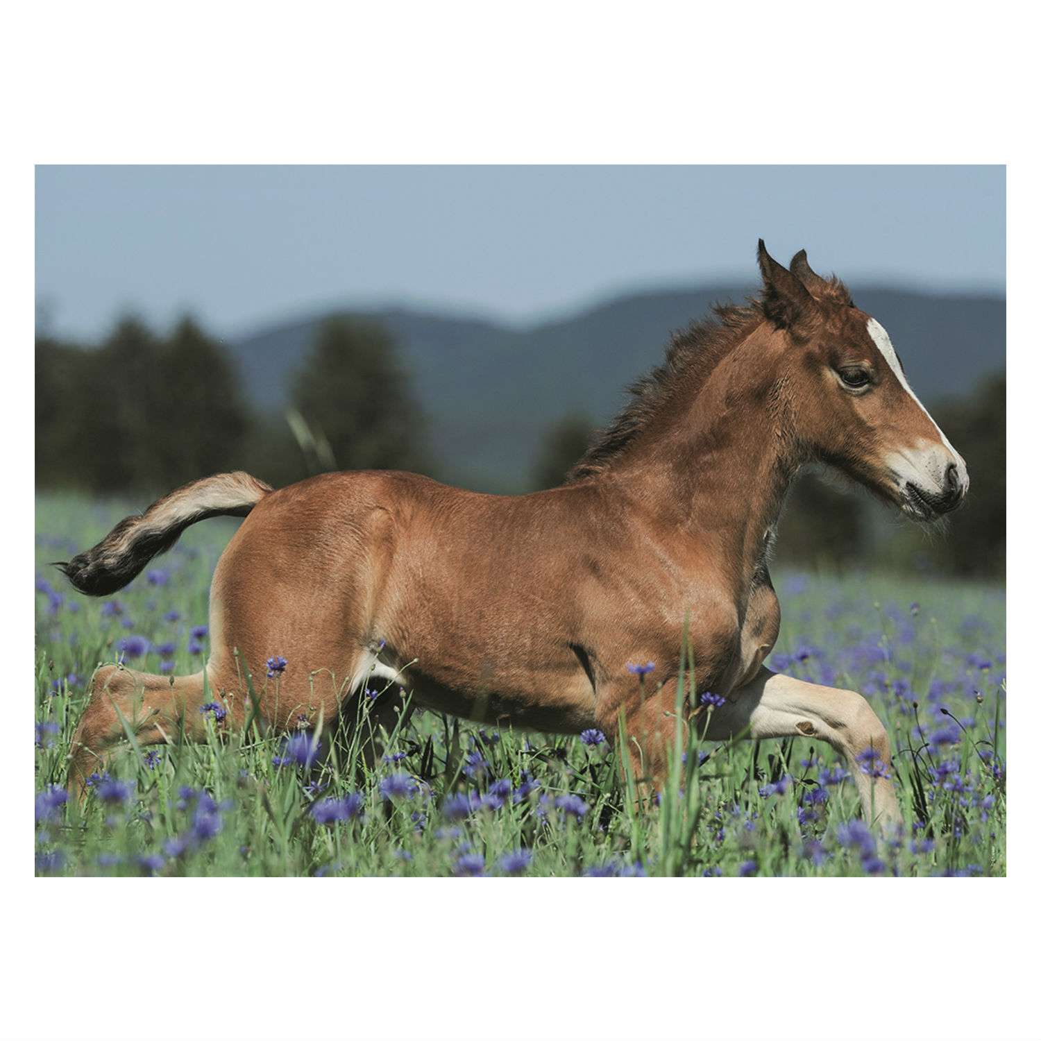 Пазл Ravensburger Молодая лошадь XXL 150 шт - фото 1