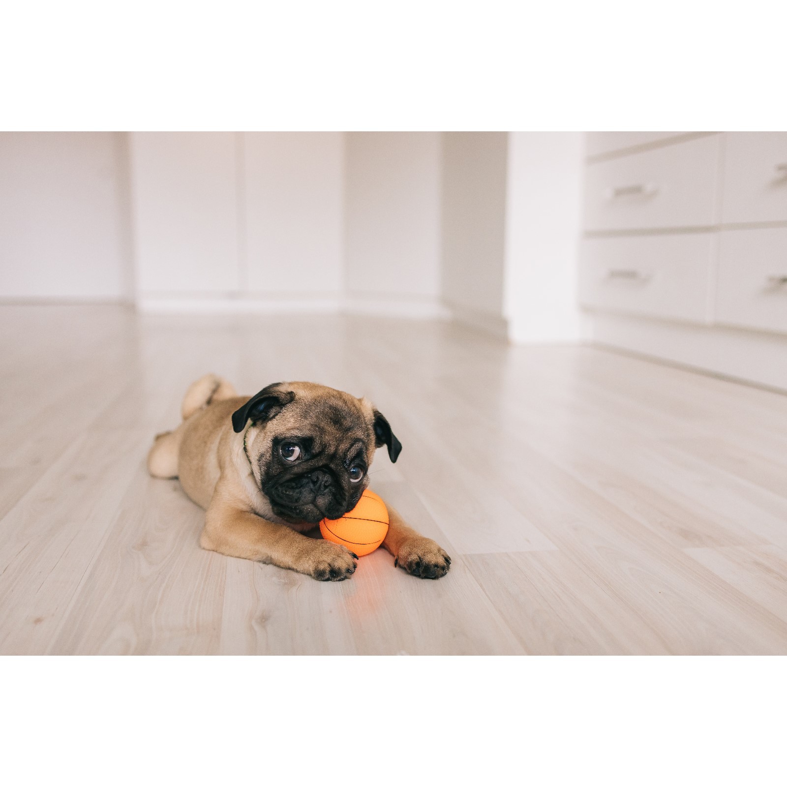 Игрушка Пижон пищащая «Гантель с лапками» для собак 13 см жёлтая - фото 5