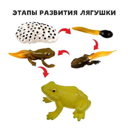 Обучающий набор Sima-Land «Этапы развития лягушки» 5 фигурок