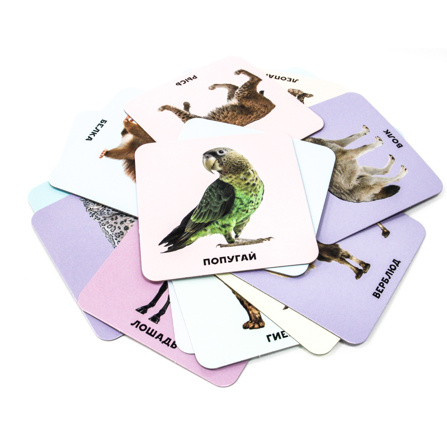 Набор карточек Проф-Пресс Умный чемоданчик В мире животных - фото 3