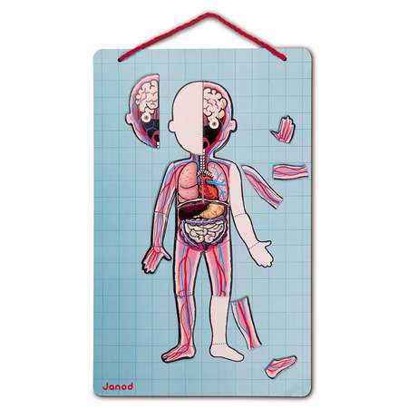 Карточки с магнитными пазлами Janod Части тела