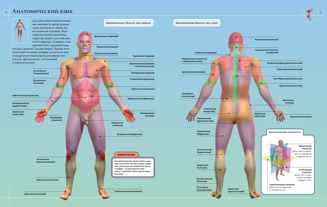 Книга Махаон Иллюстрированный атлас. Анатомия человека - фото 4