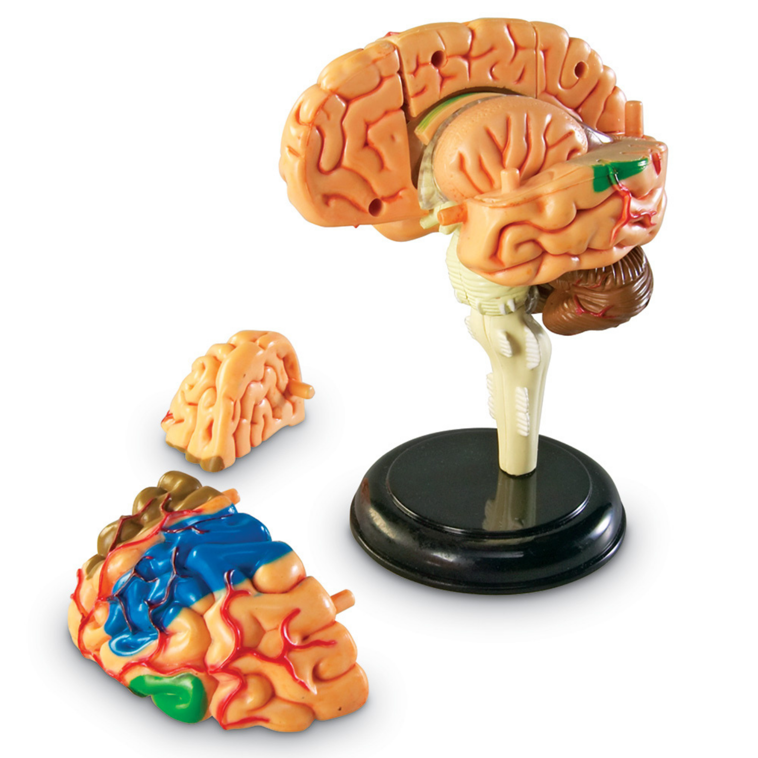 Brain 31. Муляж мозга. Муляж головного мозга человека. Модель мозга человека анатомическая. Игрушечный мозг.