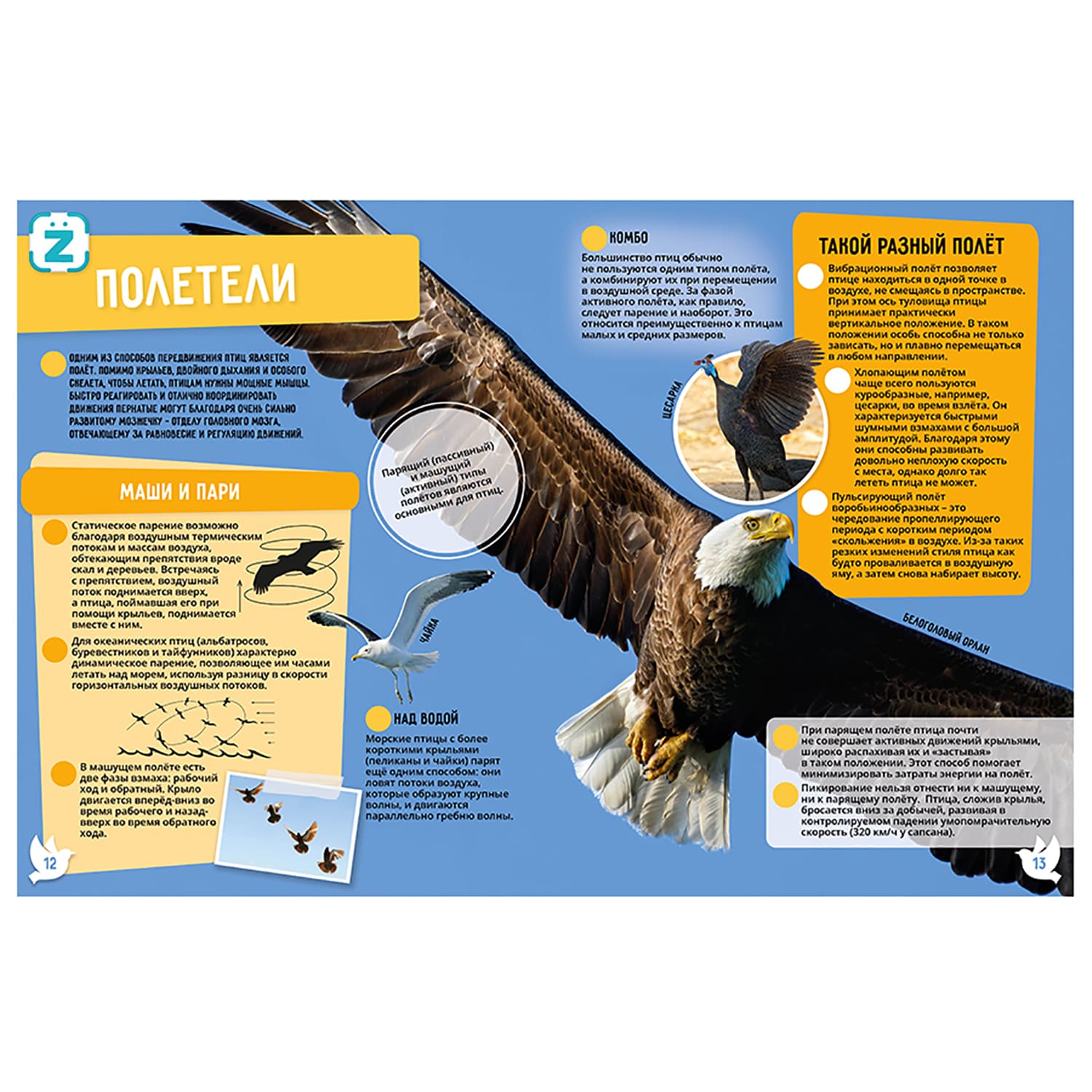 Книга KidZlab Энциклопедия в дополненной реальности «Птицы. 250 невероятных фактов» - фото 3