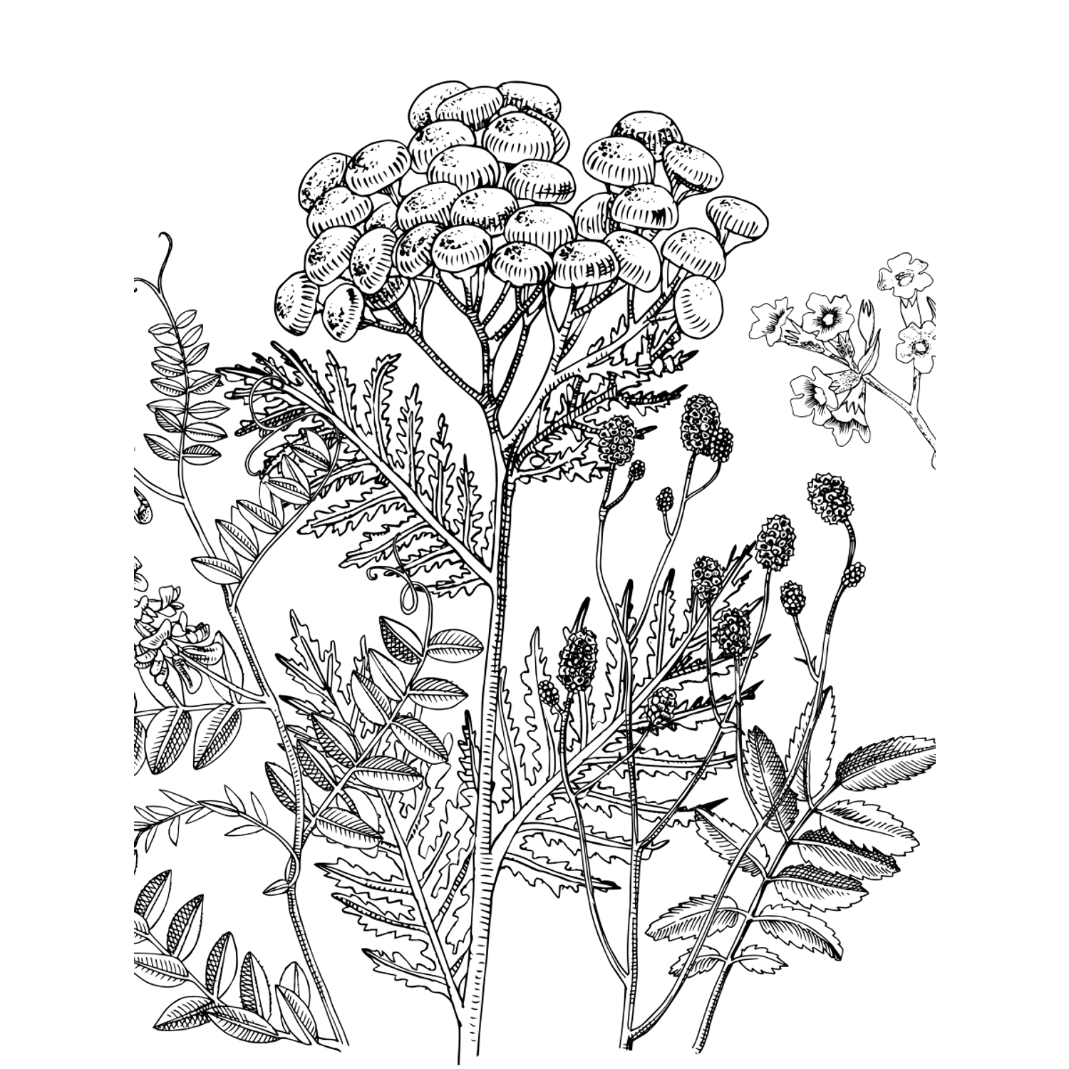 Раскраска Жёлудь Medicinal Herbs Травы медицинские Раскраска вдохновение - фото 12