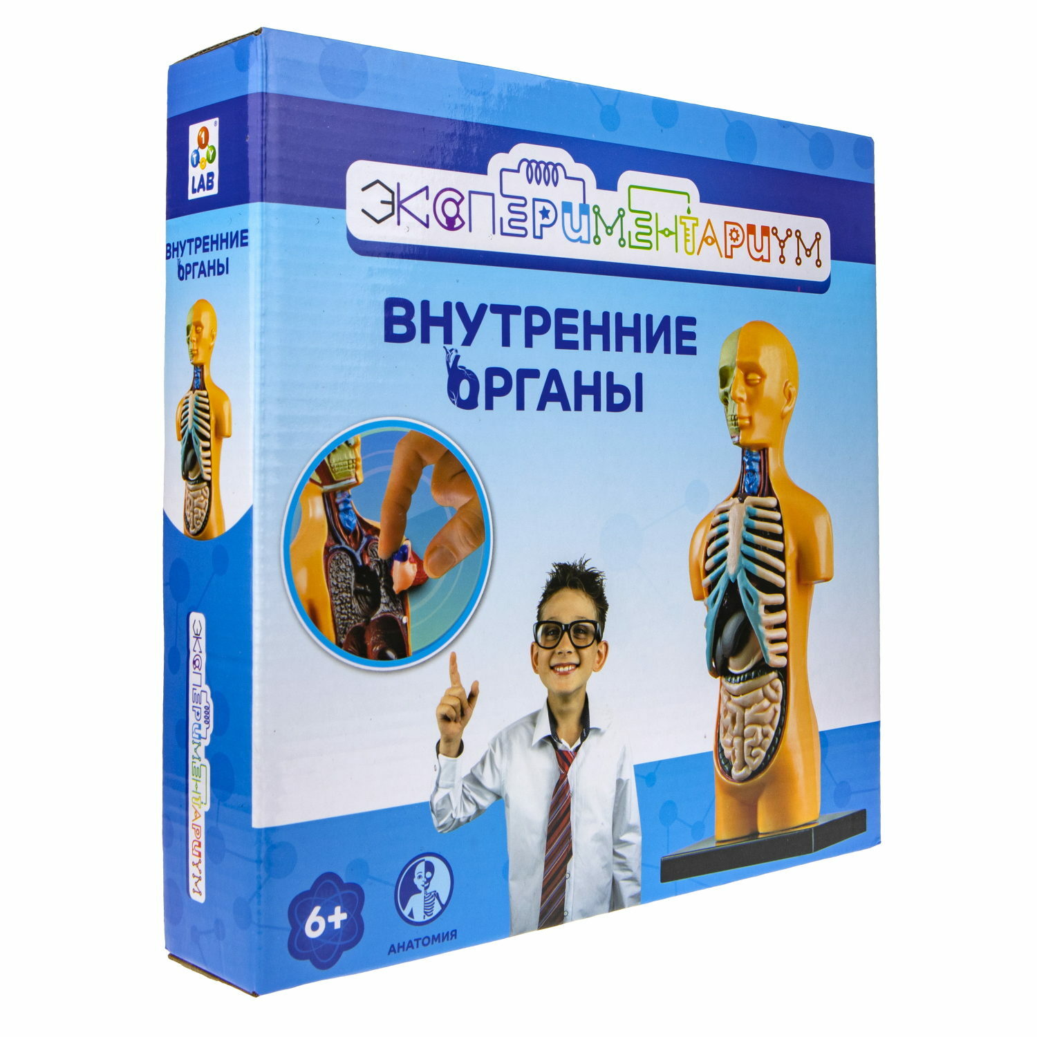 Набор для опытов Экспериментариум Внутренние органы купить по цене 483 ₽ в  интернет-магазине Детский мир