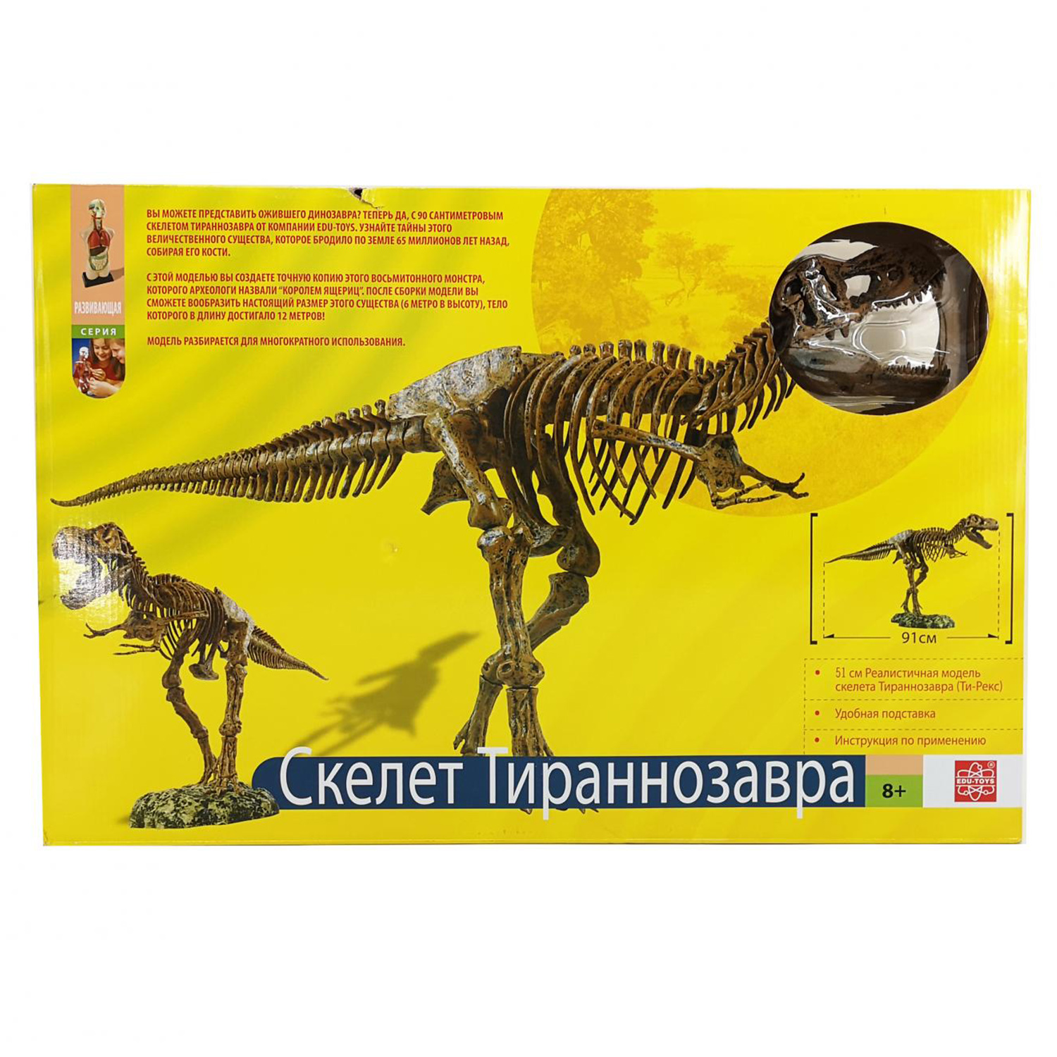 Набор EDU-TOYS VT026 Скелет динозавра 91см