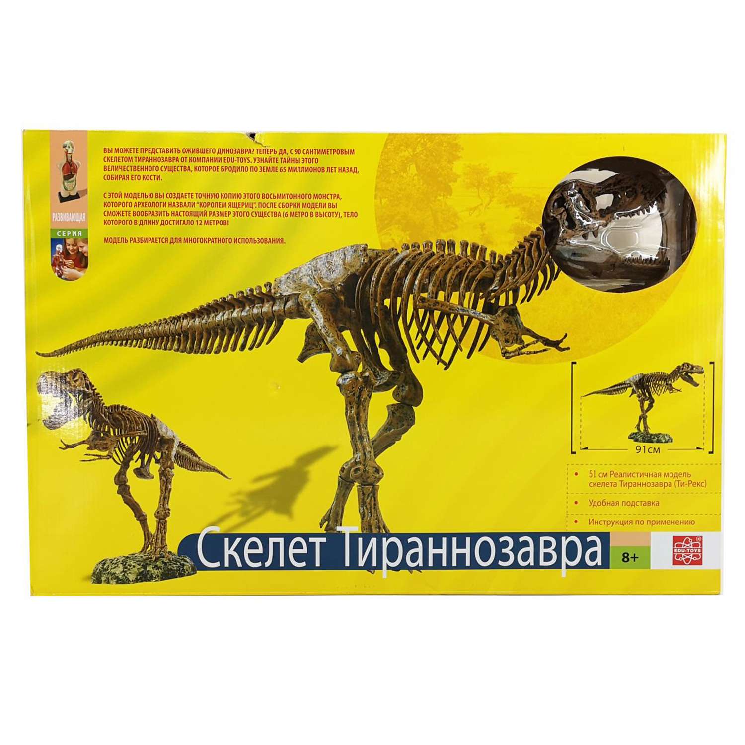 Набор EDU-TOYS скелет динозавра 91см - фото 2