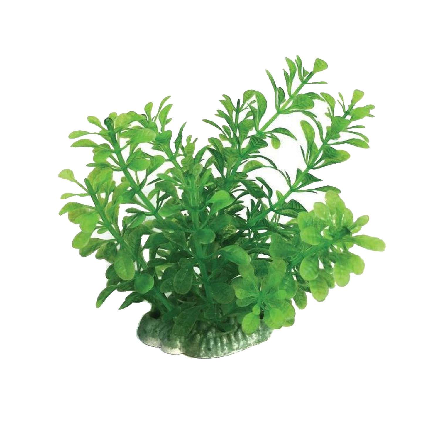 Аквариумное растение Rabizy кустик 7х12 см - фото 2