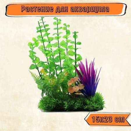 Аквариумное растение Rabizy Островок 15х23 см
