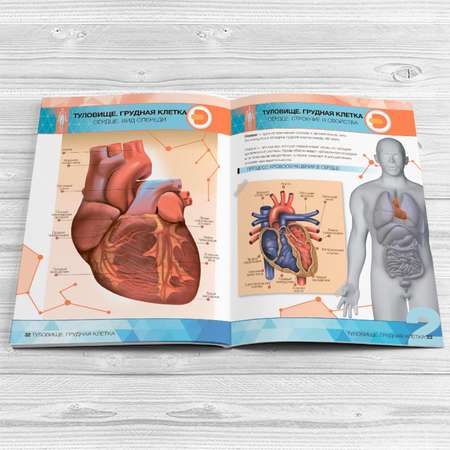 Книга DEVAR 4D Энциклопедия в мягкой обложке. Анатомия: органы человека