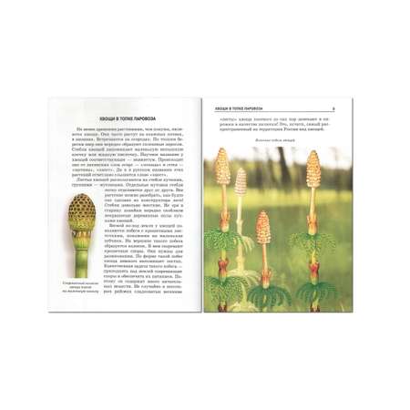 Книга Лада Самые удивительные растения. Школьный путеводитель