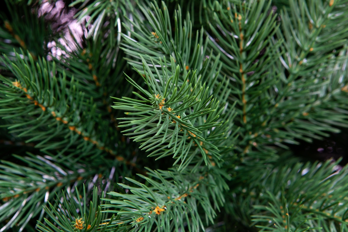 Искусственная елка Crystal Trees Вирджиния 300 см. - фото 4