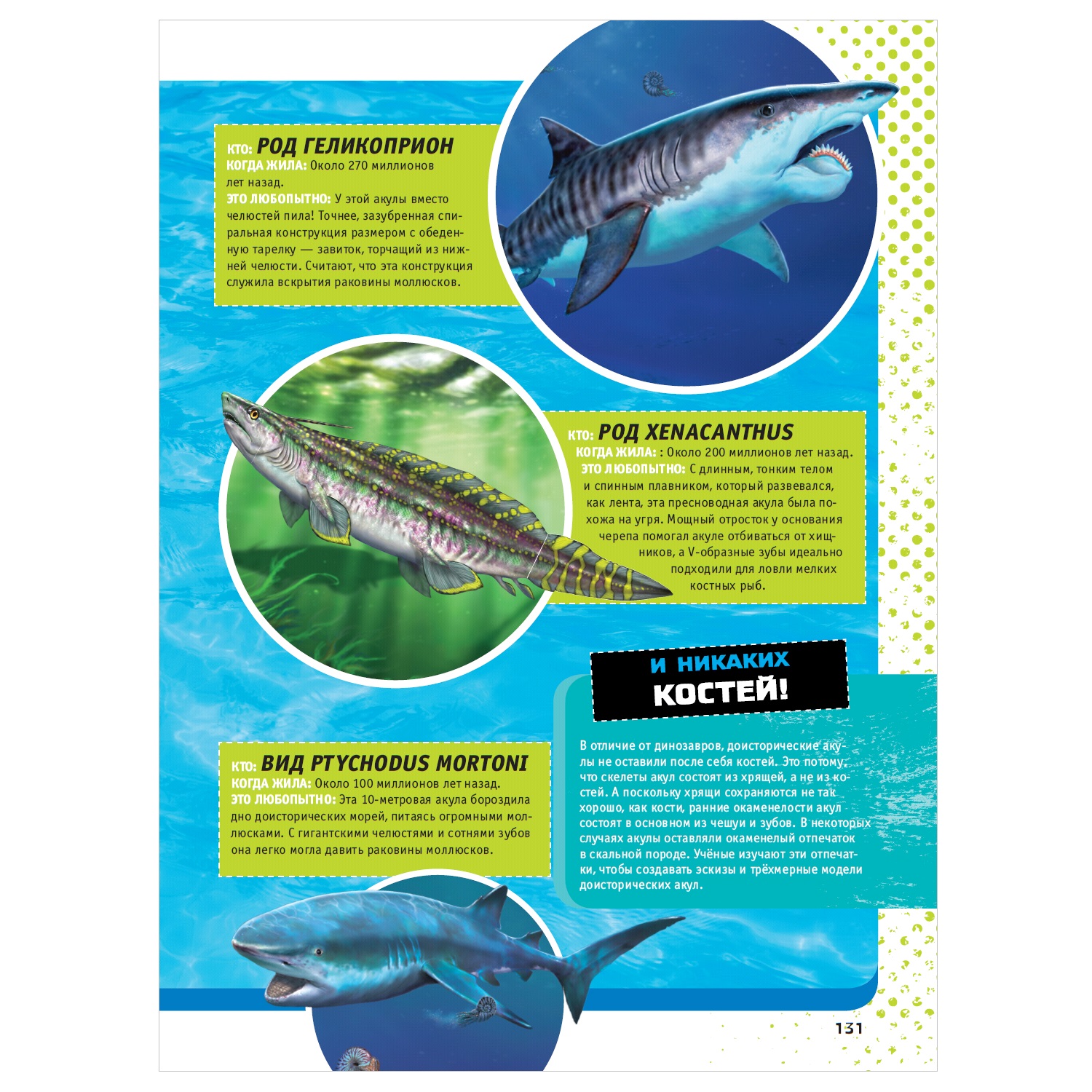 Энциклопедия АСТ Невероятные акулы 5000 удивительных фактов - фото 8
