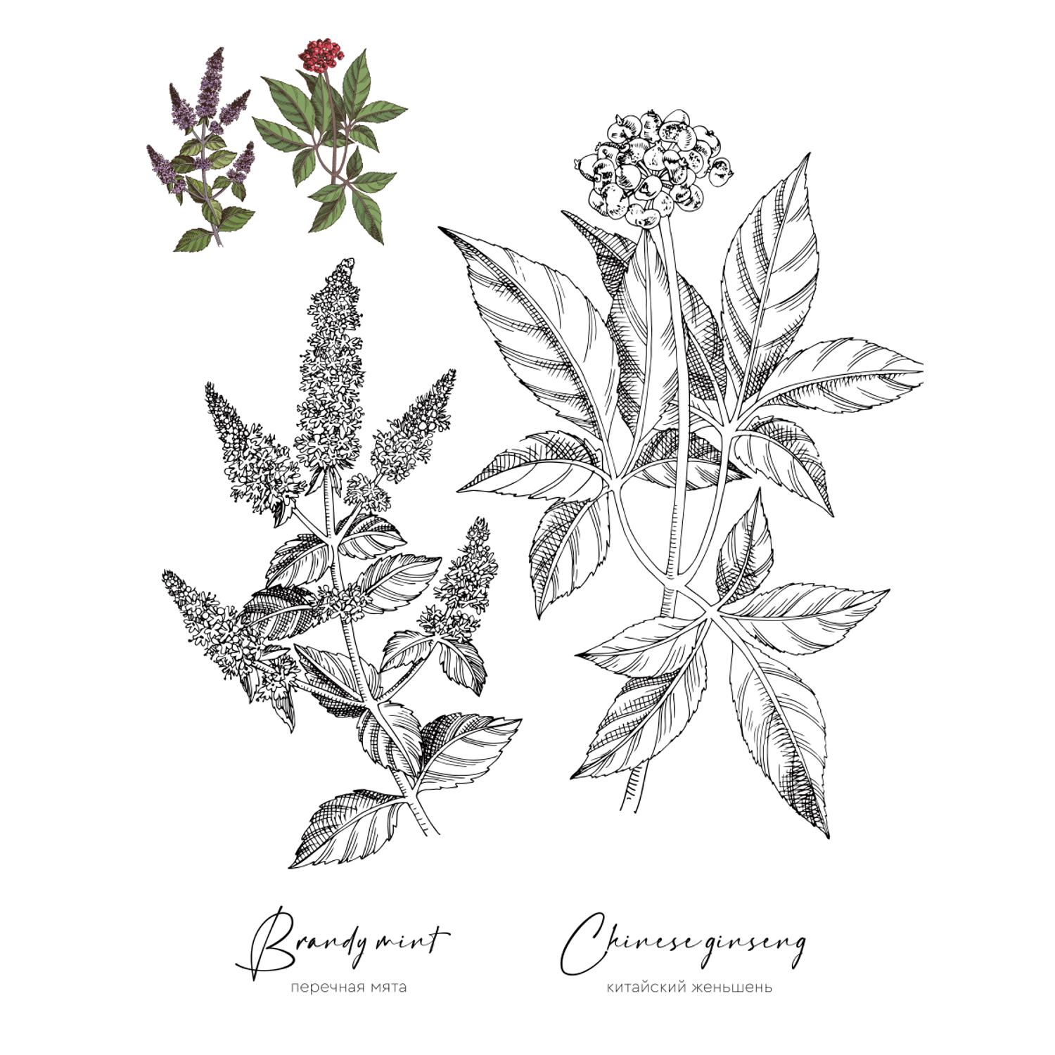 Раскраска Жёлудь Medicinal Herbs Травы медицинские Раскраска вдохновение - фото 14