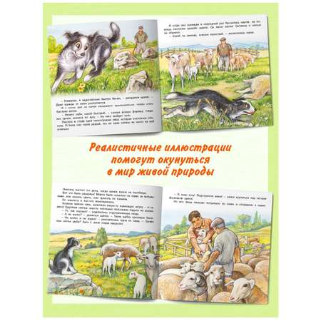 Комплект книг Фламинго Сказки для детей Рассказы о животных Приключения Лисенка Козленка Олененка Щенка