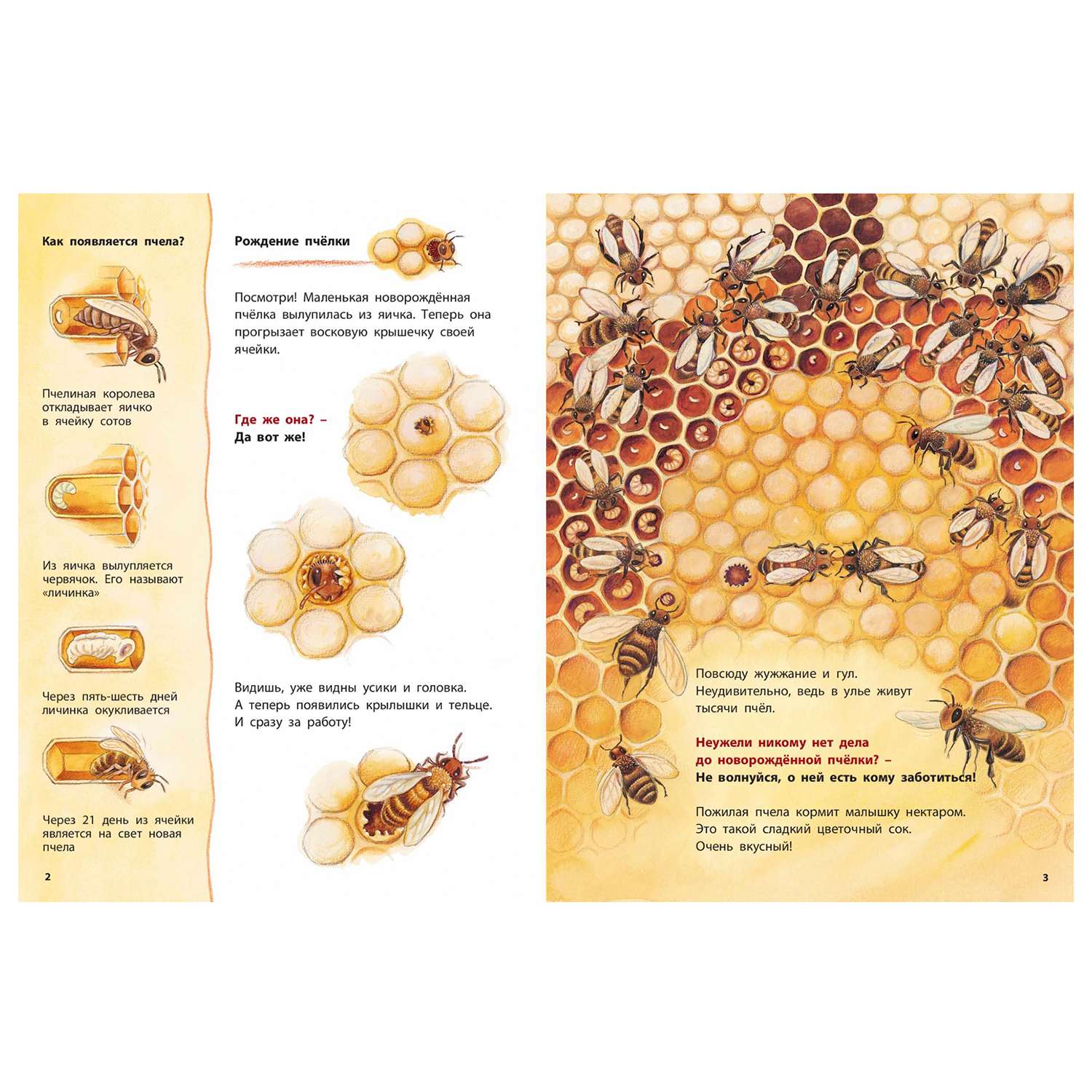 Книга Издательство Энас-книга Как живёт пчёлка Познавательные истории - фото 3