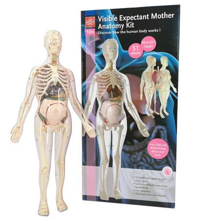 Анатомический набор EDU-TOYS органы и скелет беременная женщина 56см