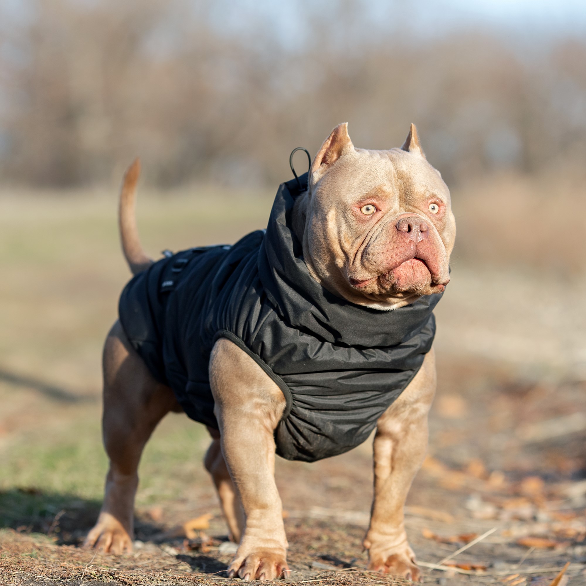 Жилет для собак Rain Dog - фото 8