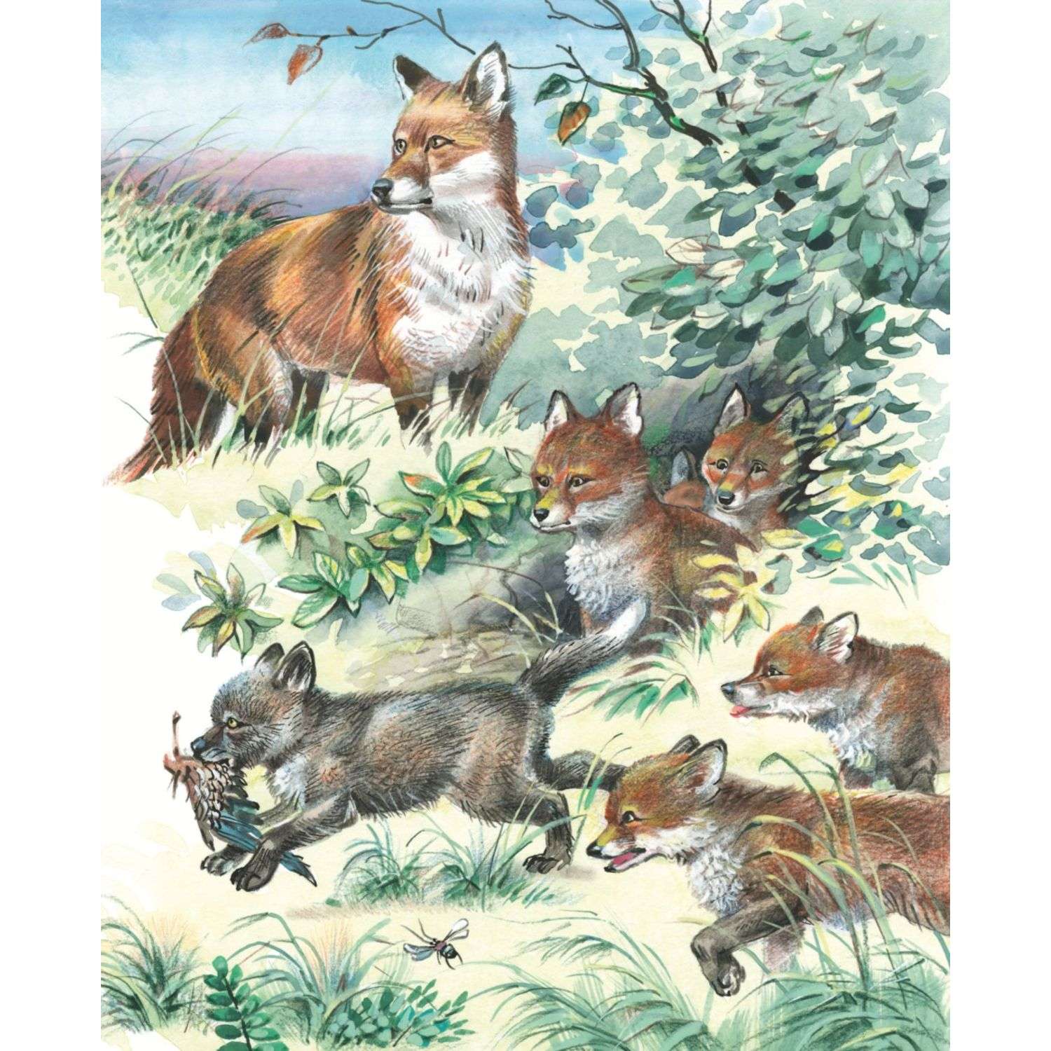 Книга Рассказы о животных иллюстрации Канивца - фото 5