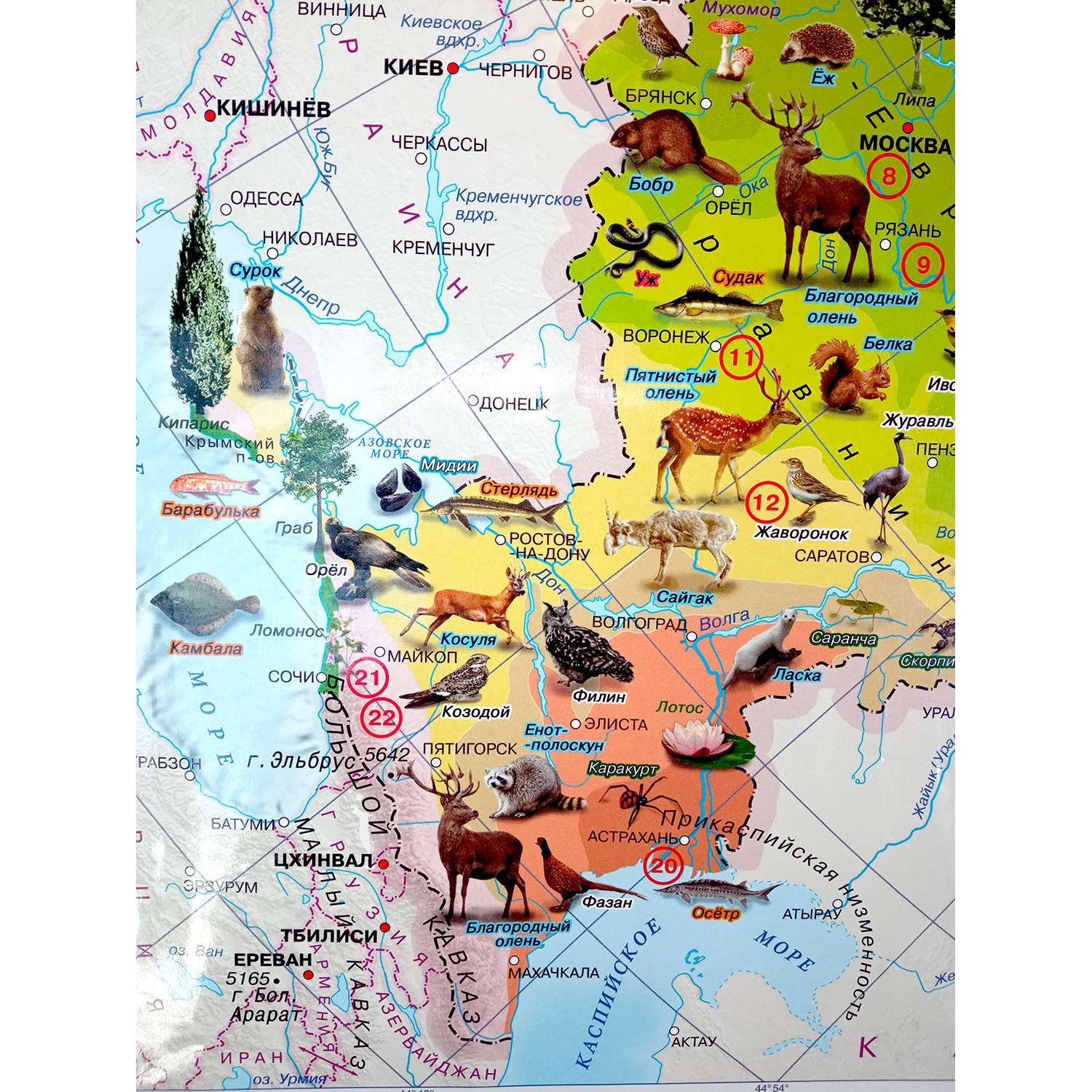 Карта настенная Атлас Принт Россия. Природные зоны животные и растения 1.0x0.7 м - фото 2