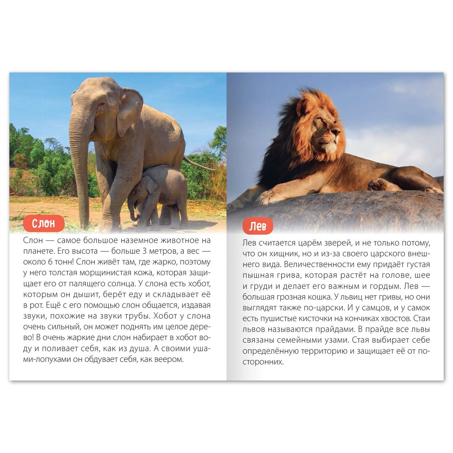 Обучающая книга Буква-ленд «Животные Африки» 20 страниц - фото 3