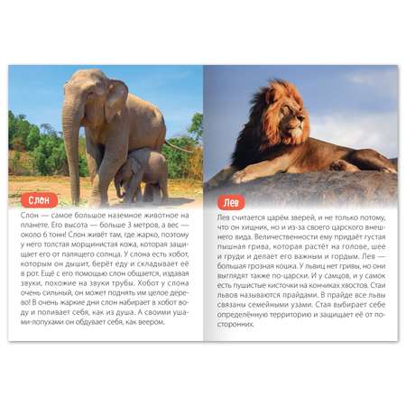 Обучающая книга Буква-ленд «Животные Африки» 20 страниц