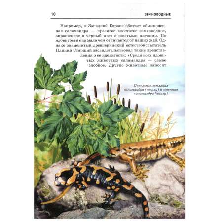 Книга Лада Земноводные Школьный путеводитель