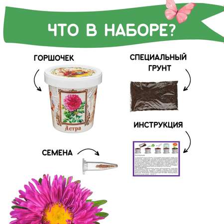 Набор для выращивания растений Rostok Visa Вырасти сам цветок Астра в подарочном горшке