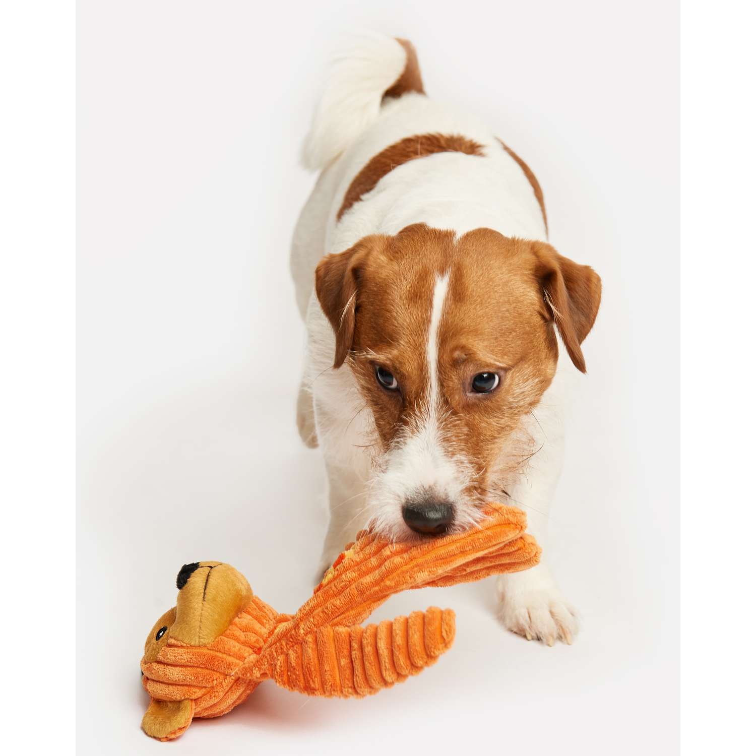 Игрушка для собак Zoozavr Обезьяна Оранжевая YT79700 - фото 6