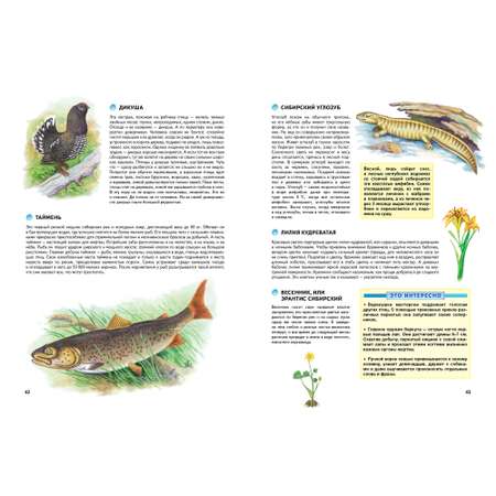 Книга МАХАОН Природа России. Иллюстрированная энциклопедия Свечников В. Романова Т