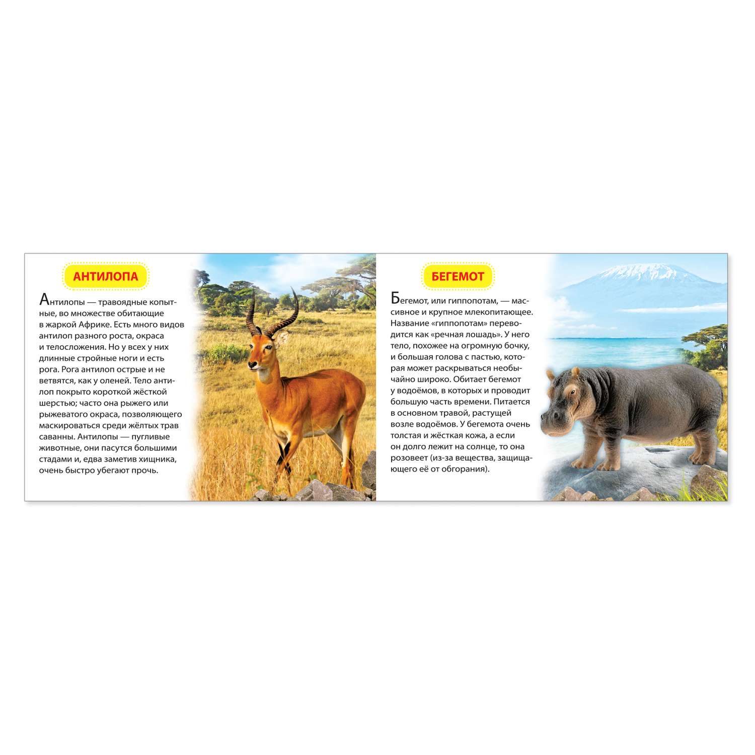 Обучающая книжка Буква-ленд «Животные жарких стран» 18 животных - фото 2