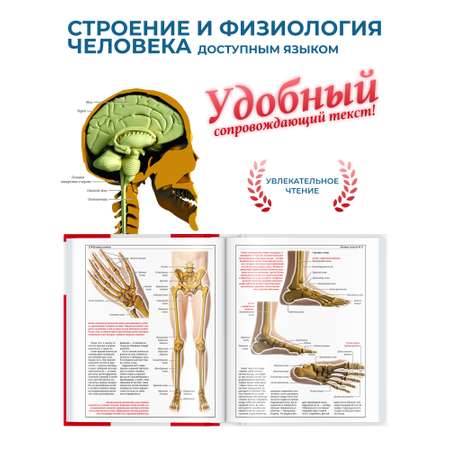Книга Харвест Книга Атлас анатомии человека Основы строения и физиологии тела