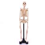Анатомический набор EDU-TOYS мини-скелет человека 46см