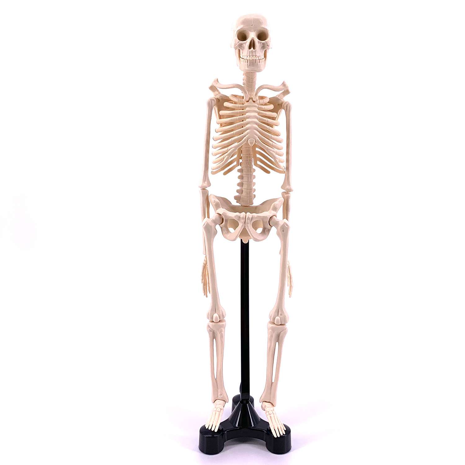 Анатомический набор EDU-TOYS мини-скелет человека 46см - фото 1