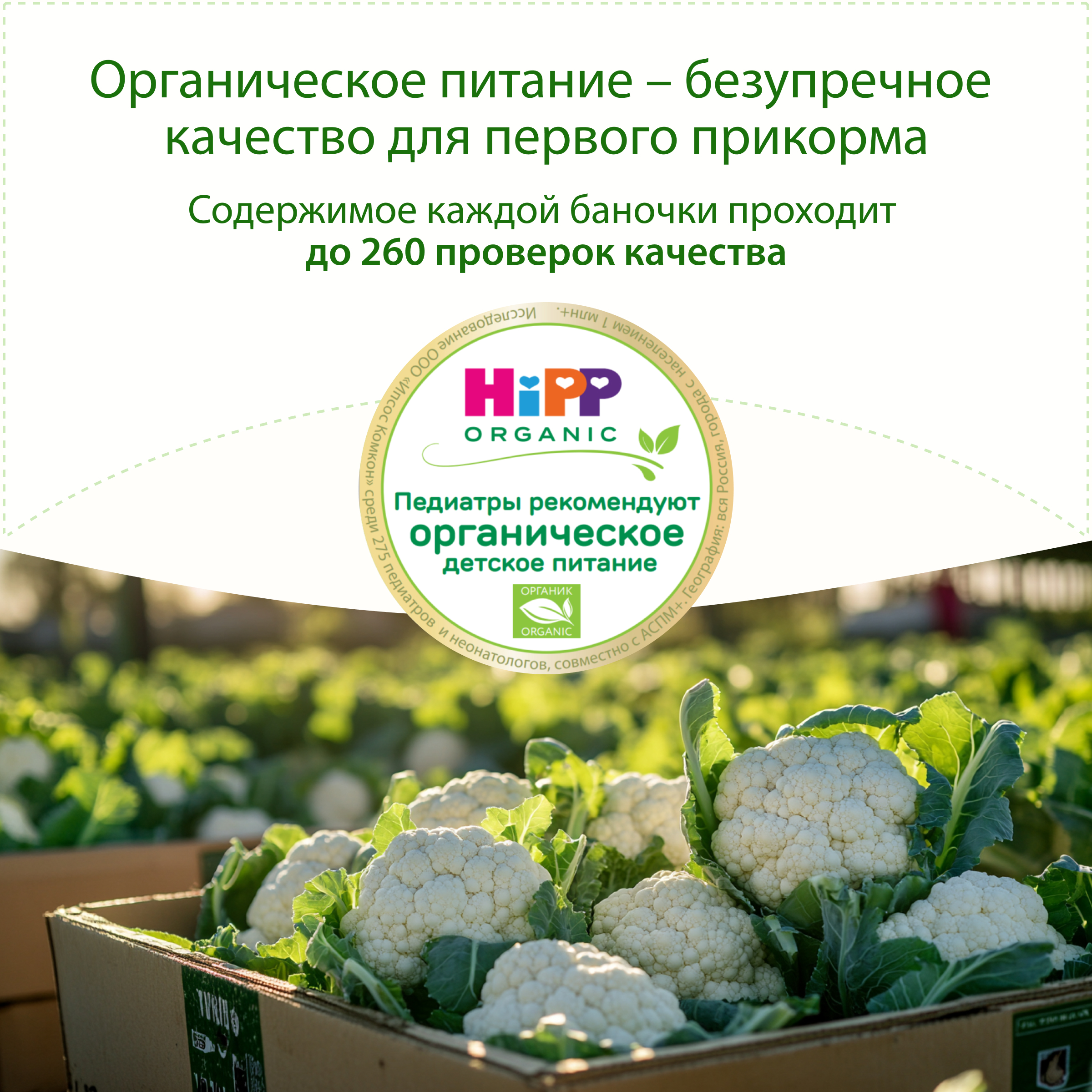 Пюре Hipp цветная капуста 80г с 4месяцев - фото 10