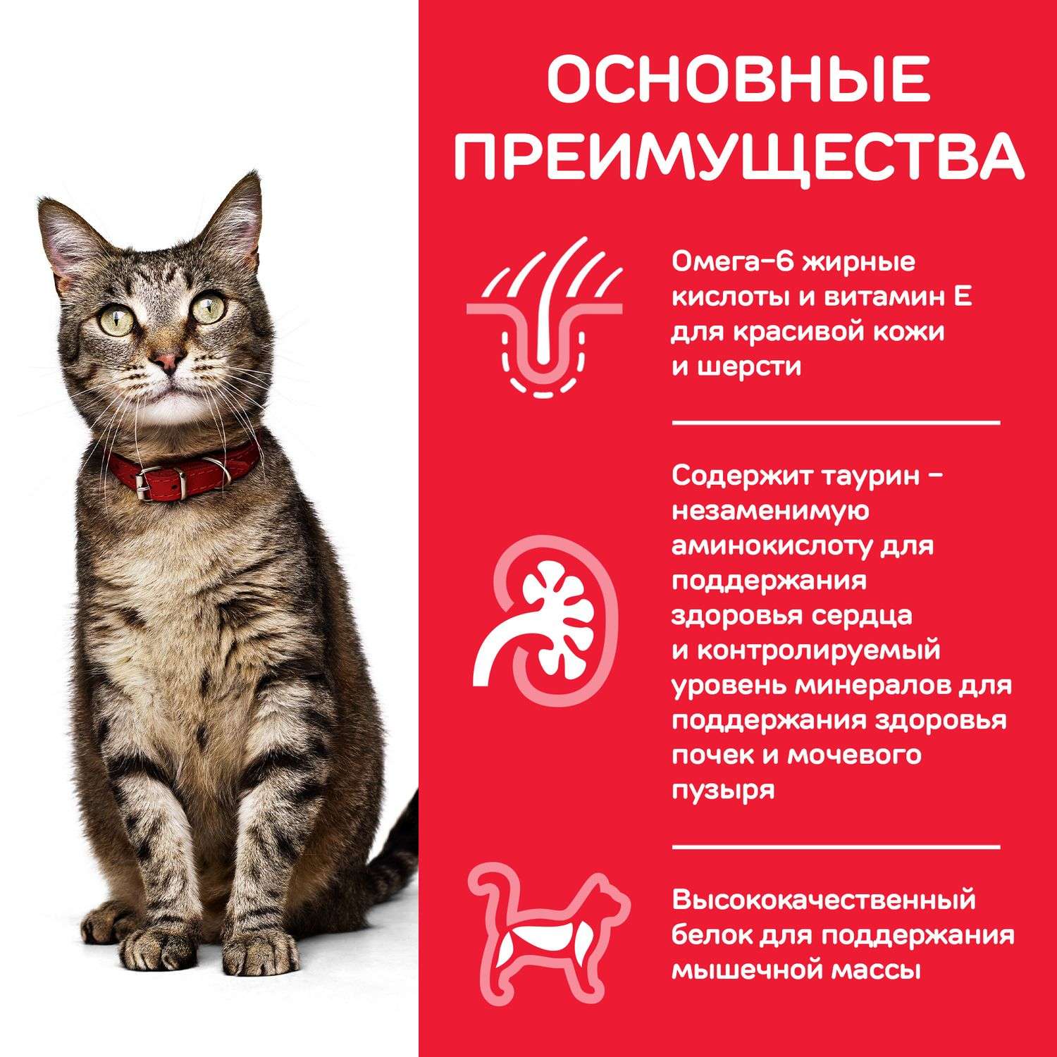 Корм сухой для кошек HILLS 1,5кг Science Plan с курицей для поддержания  жизненной энергии и иммунитета купить по цене 2294 ₽ с доставкой в Москве и  России, отзывы, фото