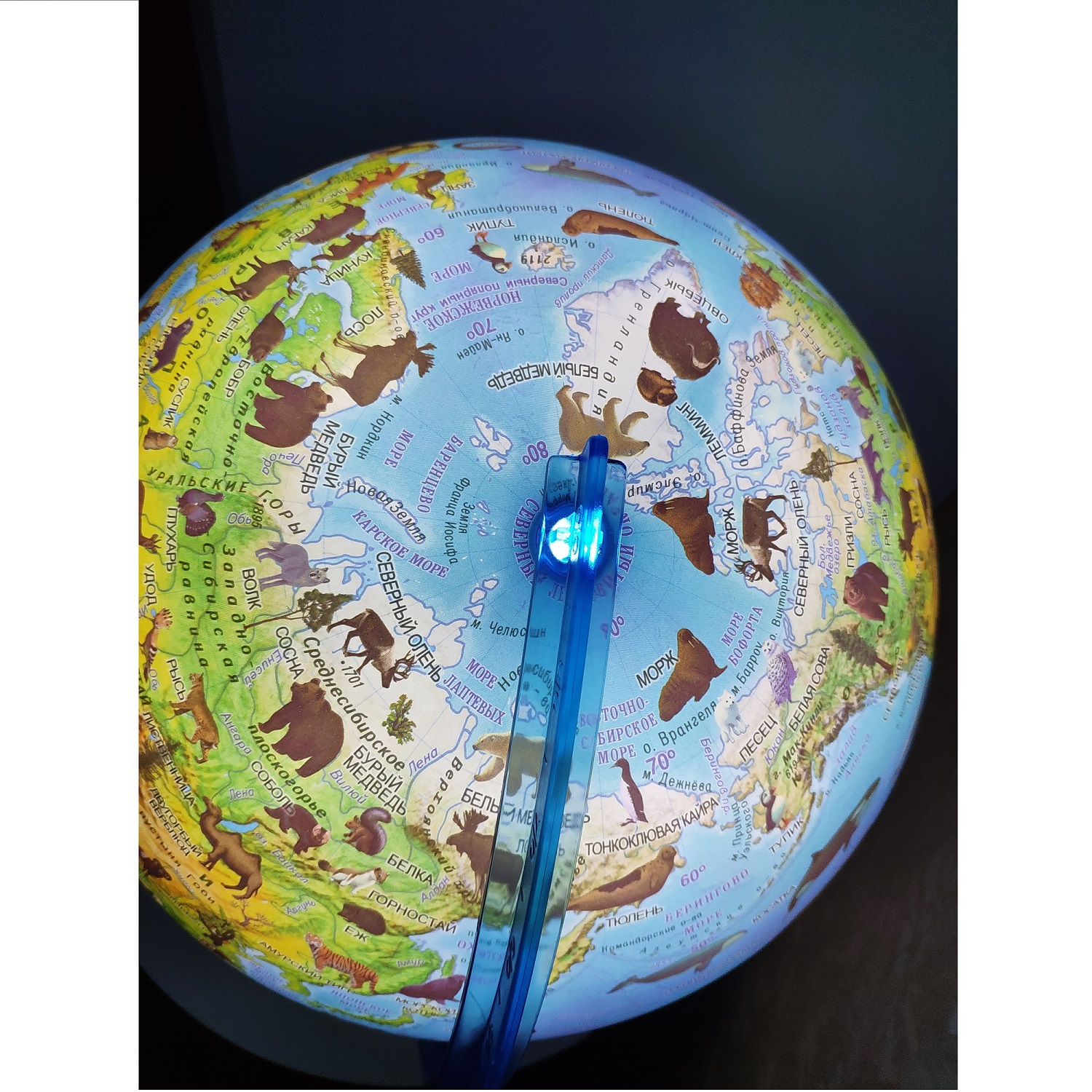 Глобус Globen Зоогеографический детский с LED-подсветкой 21 см - фото 9