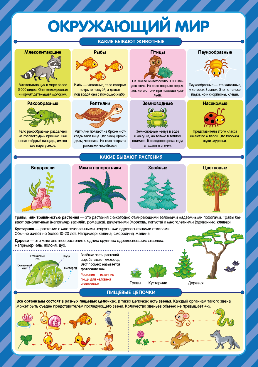 Обучающие плакаты для детей Malamalama Знания для школьников 1-2 класс - фото 9
