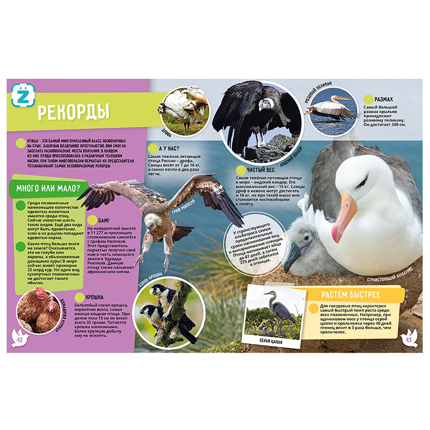 Книга KidZlab Энциклопедия в дополненной реальности «Птицы. 250 невероятных фактов» - фото 4