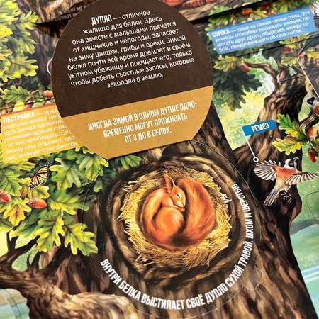 Книга с окошками Malamalama Плакат Секреты леса. Энциклопедия Животные