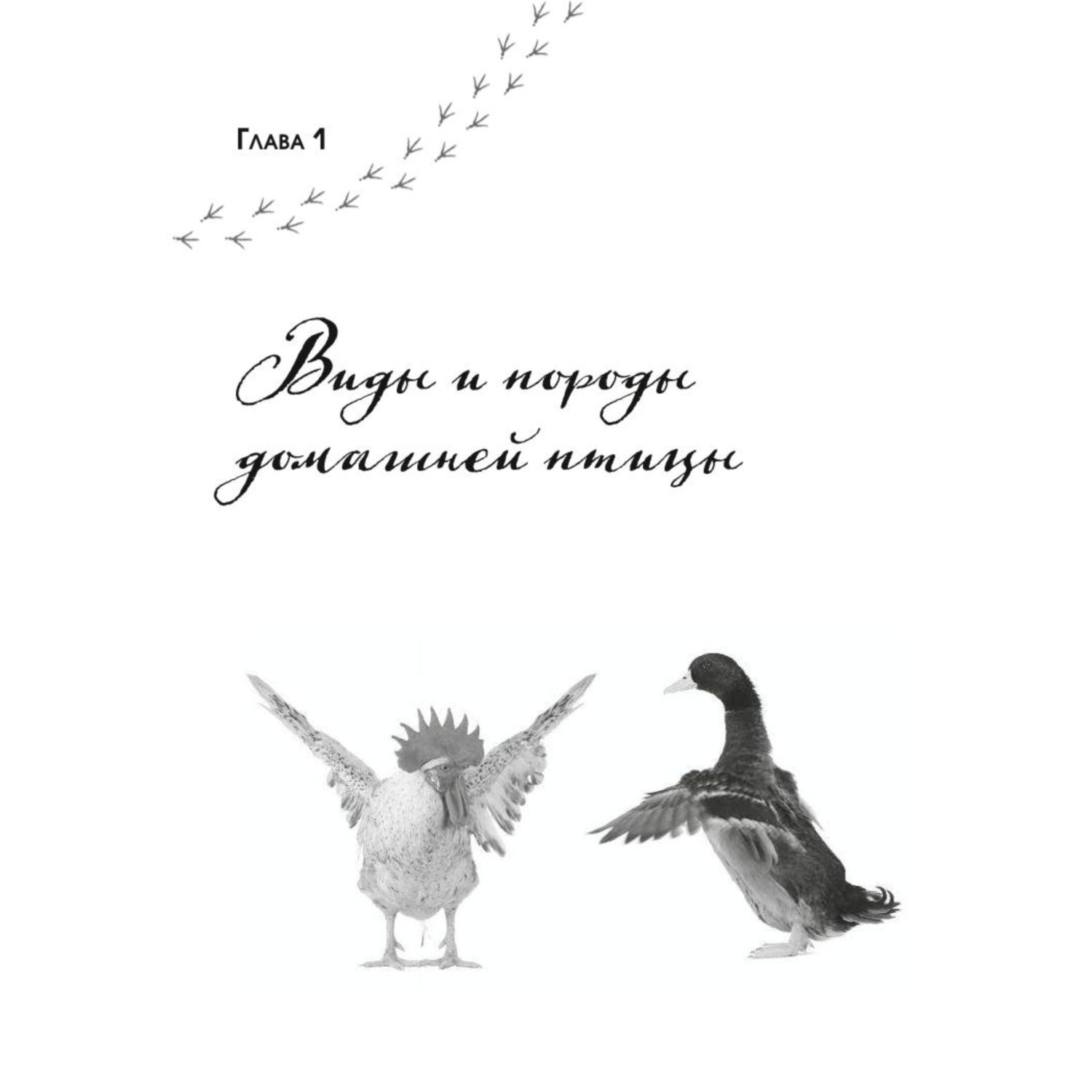 Книга ЭКСМО-ПРЕСС Птицеводство без ошибок Куры утки индюшки гуси цесарки и перепела для начинающих - фото 4