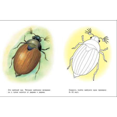 Раскраска Окружающий мир Насекомые