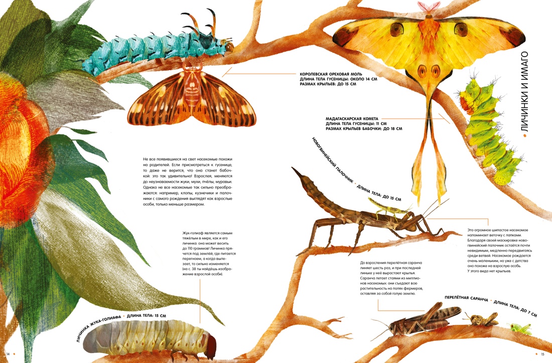 Книга Махаон Насекомые в натуральную величину - фото 6