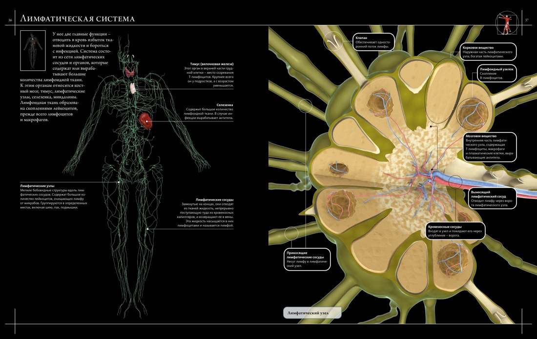 Книга Махаон Иллюстрированный атлас. Анатомия человека - фото 8