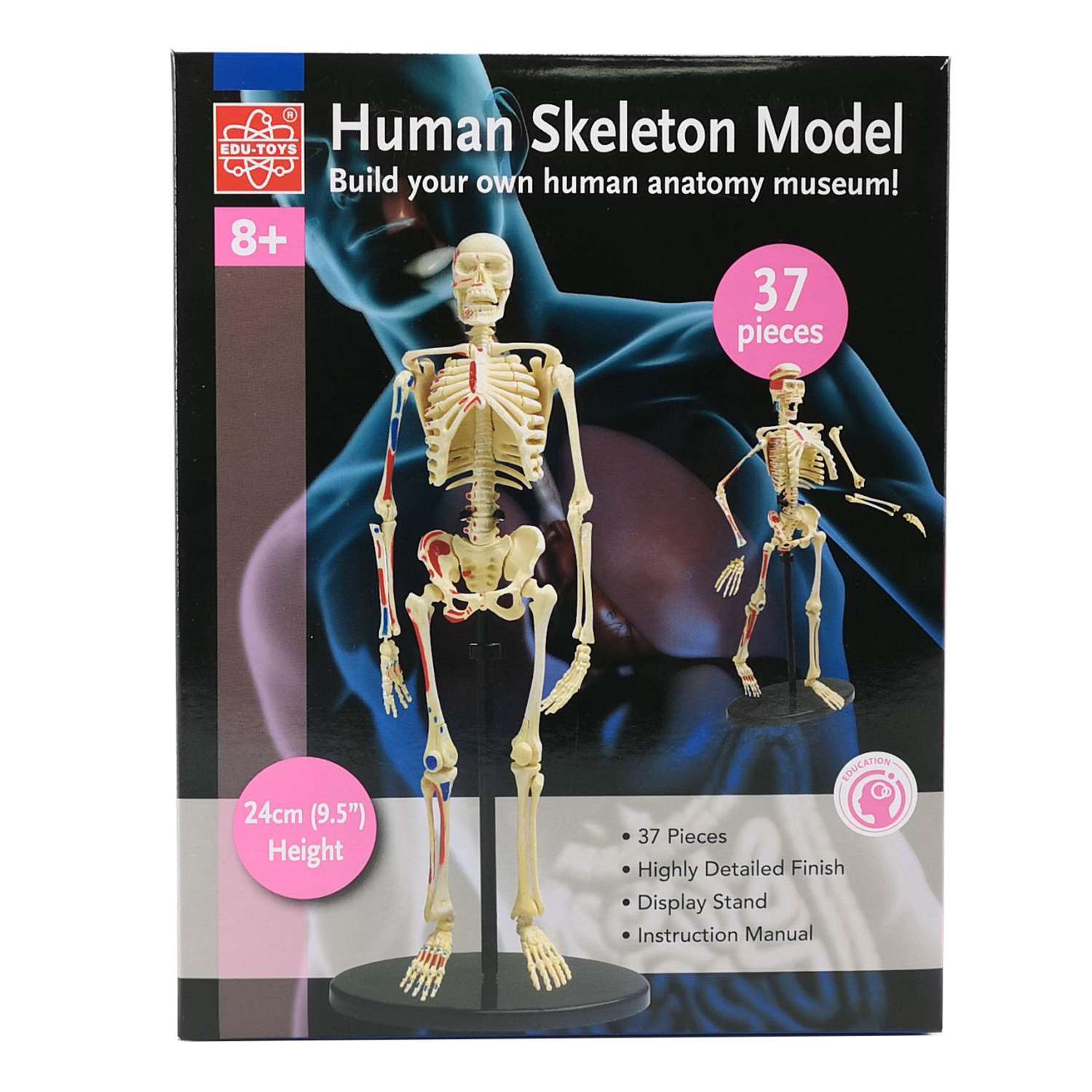 Анатомический набор EDU-TOYS Модель скелета человека SK057 - фото 2