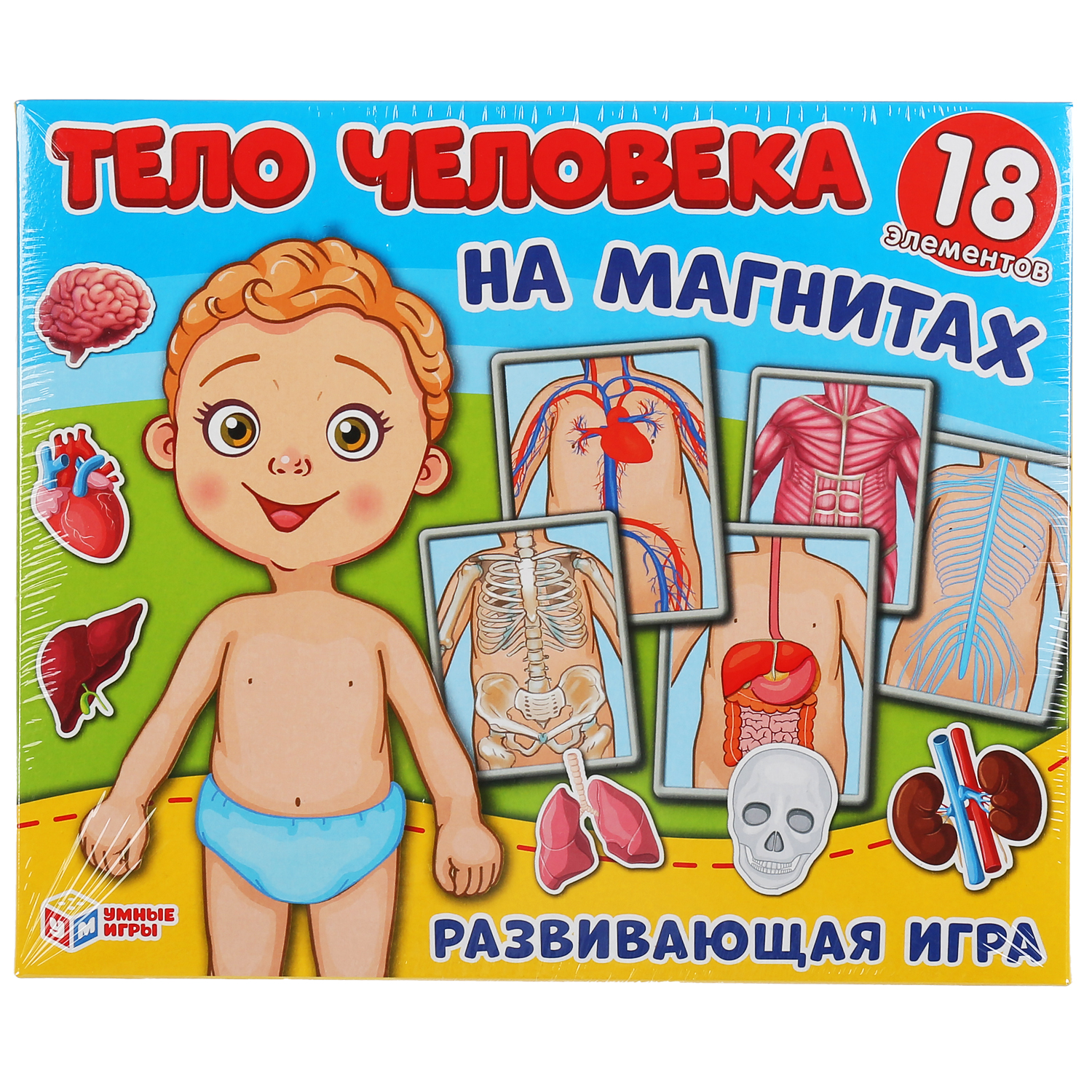 Игра-одевайка Умные Игры На магнитах одень куклу Тело человека 299783  купить по цене 590 ₽ в интернет-магазине Детский мир