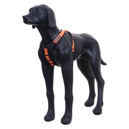 Шлейка для собак ICEPEAK PET M Оранжевый 570302304B450M