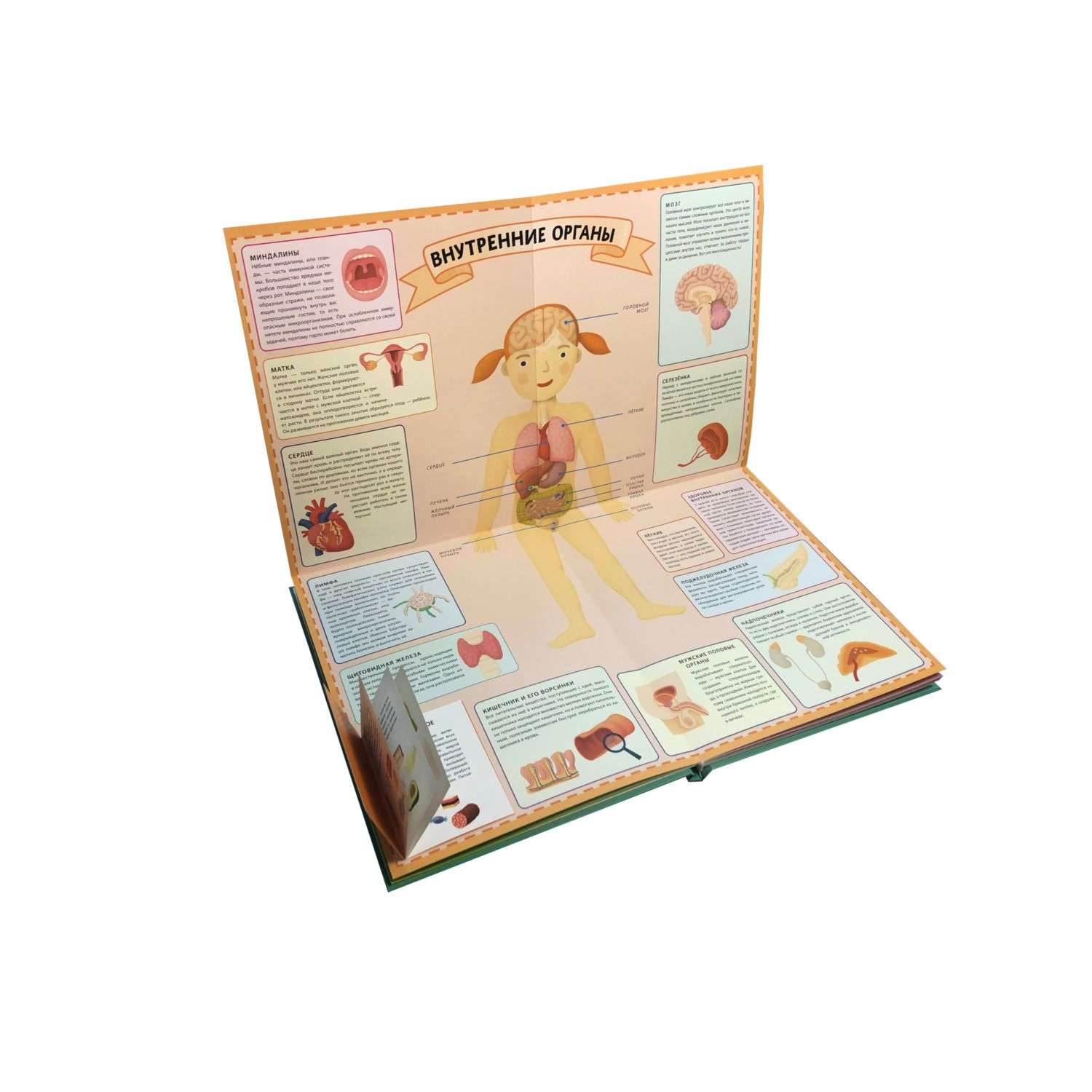 Книга Тело человека Интерактивный детский атлас с откидными разворотами - фото 3