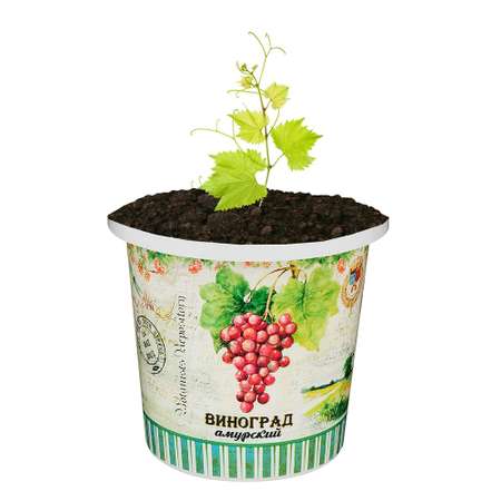 Набор для выращивания растений Rostok Visa Вырасти сам Виноград амурский в подарочном горшке